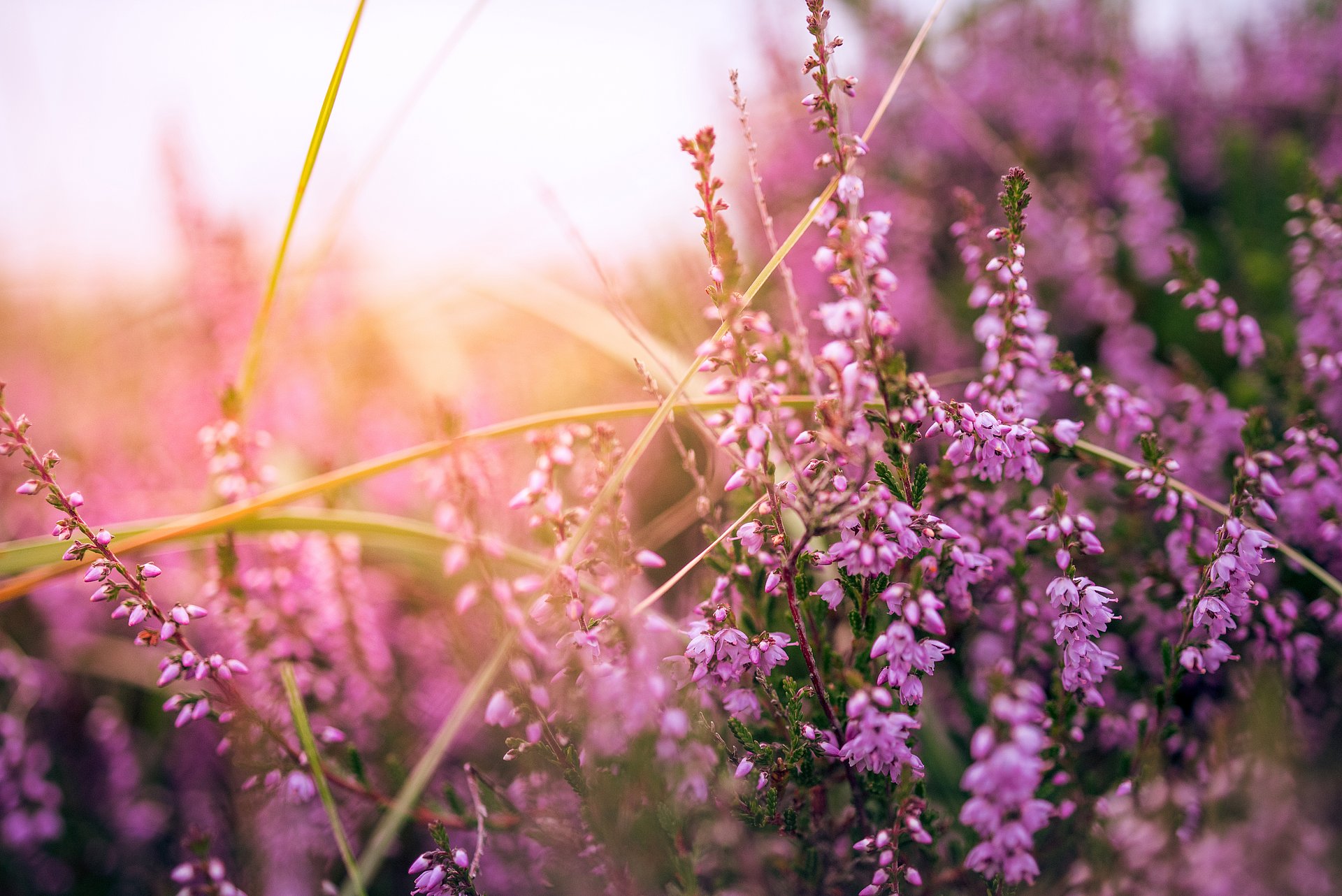 HGZ | Heide Dies zeigt blühende Heide.