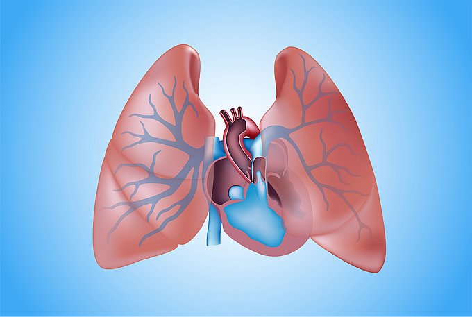 Dies ist eine illustrative Darstellung der menschlichen Lunge.
