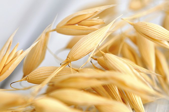 Dies sind Haferähren.