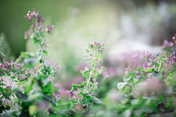 Dies zeigt ein schönes Blumenbeet aus dem Herzgarten des HGZ Bad Bevensen.